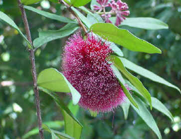Syzygium Wilsonii a beautiful small native shrub