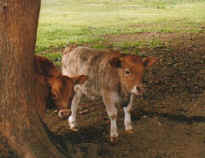 miniature cows