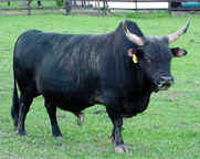 miniature cows and zebu bull