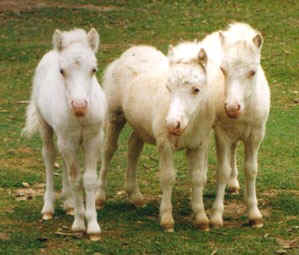 three miniature foals at crystal creek mini horses nsw australia