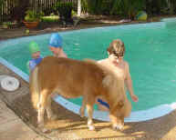 Quixote by the pool